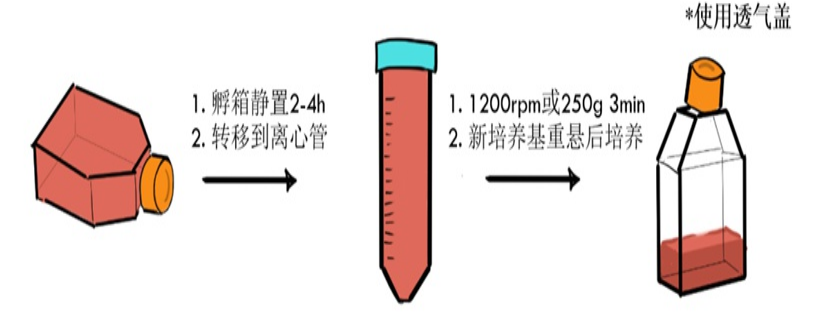 RAW264.7(小鼠单核巨噬细胞白血病细胞)培养建议