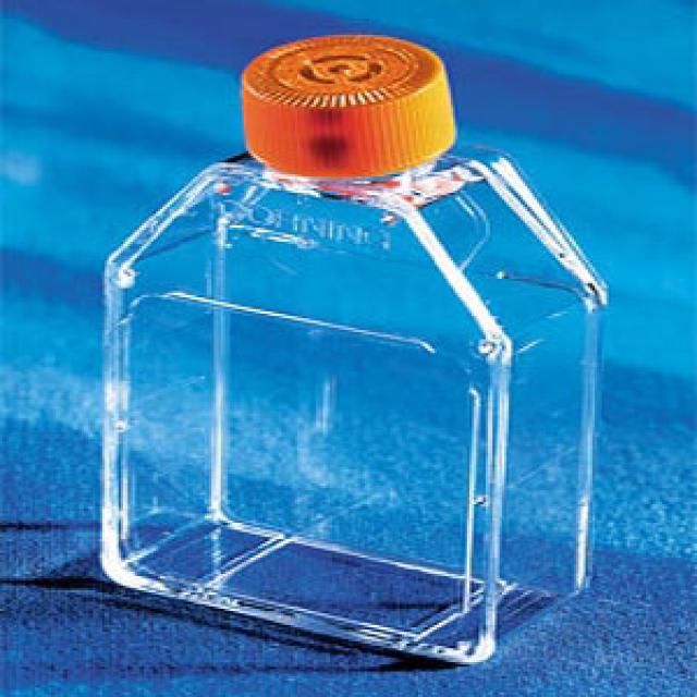 培养瓶 25cm² 直角斜颈（正方斜口） 透气盖 PS（聚苯乙烯）材质 灭菌