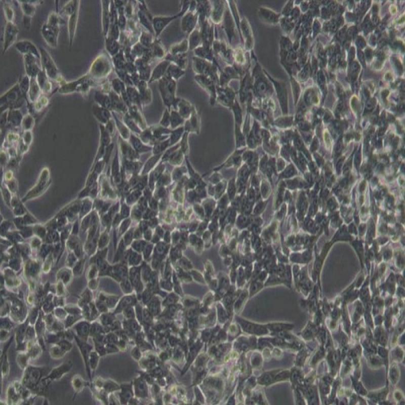 大鼠肝星形细胞(Hsc-T6)