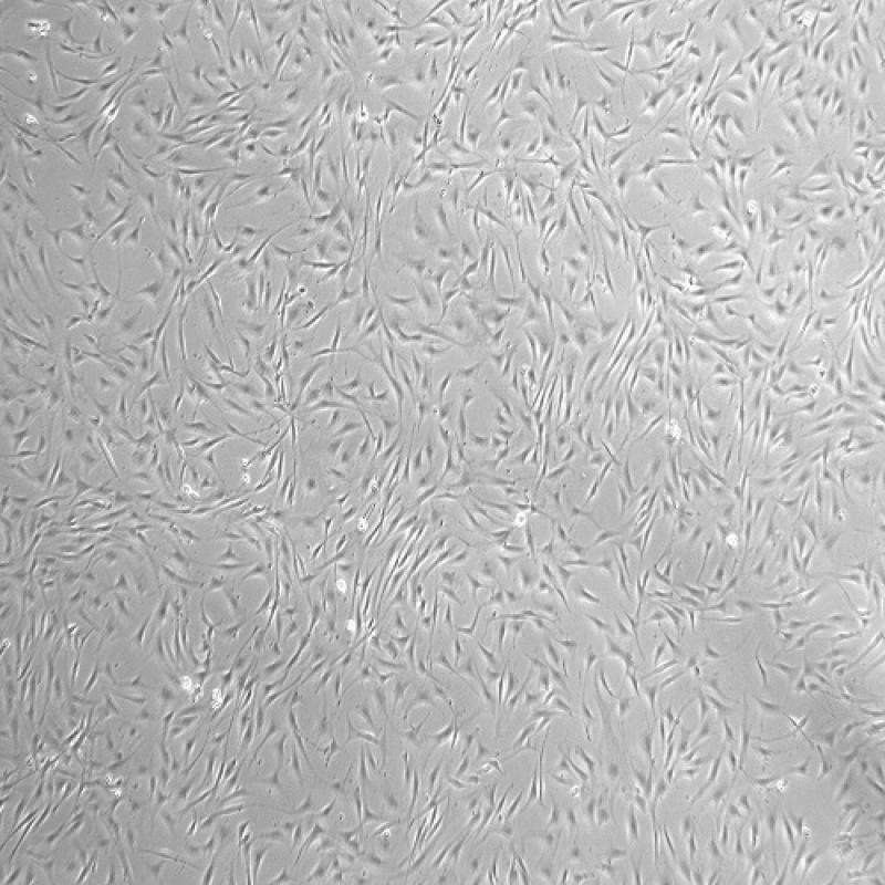 小鼠胚胎细胞(NIH/3T3)