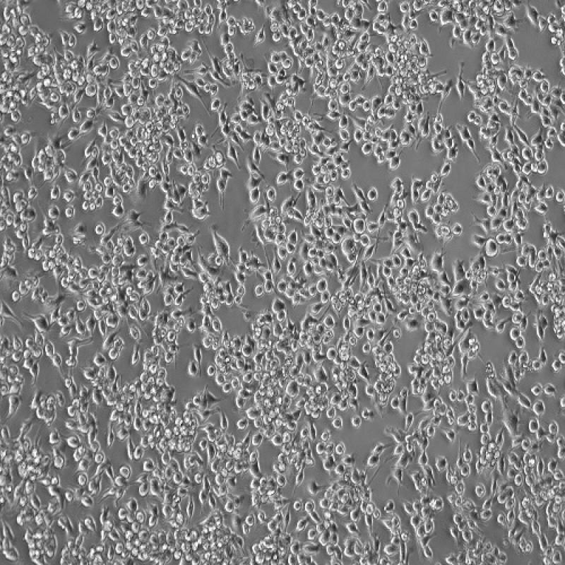 小鼠小胶质细胞(BV2)