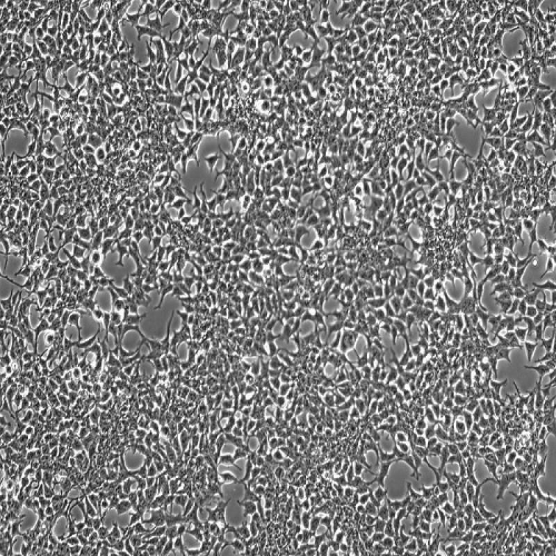 人胚肾细胞(HEK-293T)