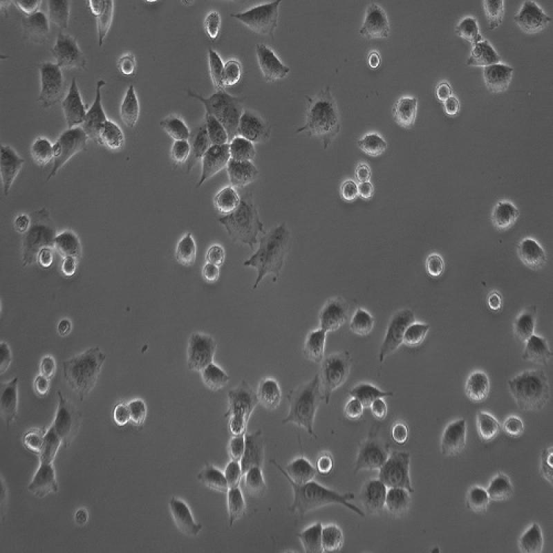小鼠成纤维细胞(NCTC clone 929)
