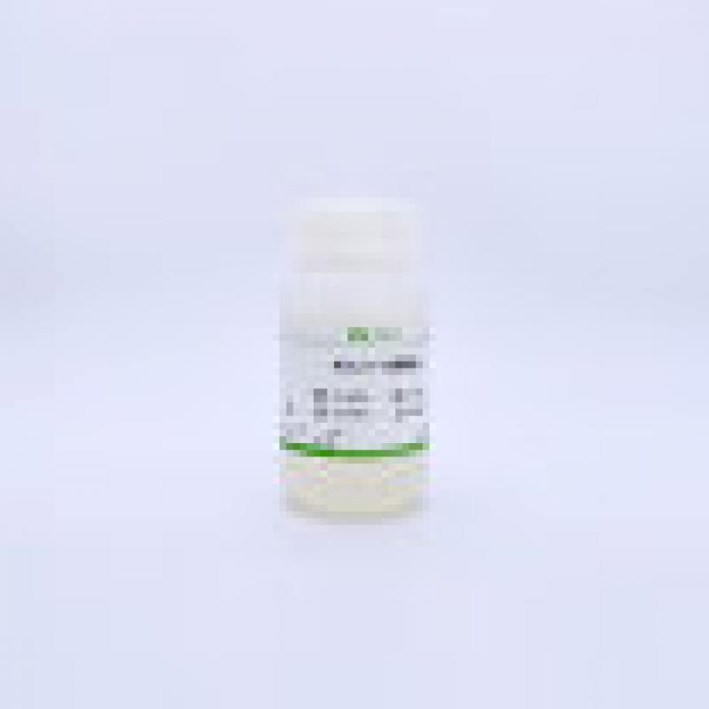 Western一抗稀释液