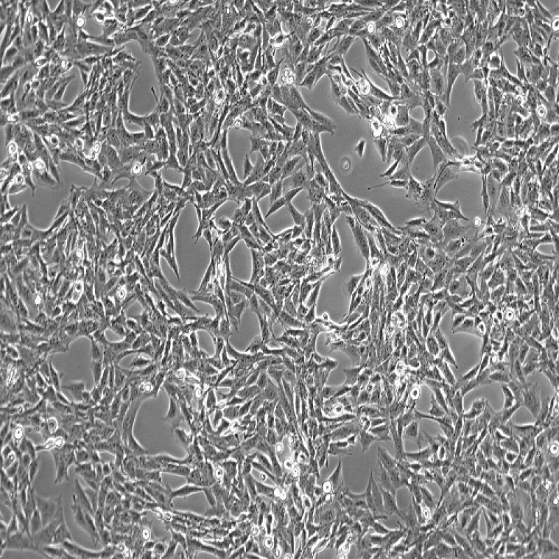 大鼠脑I型星形胶质细胞 CTX-TNA2 