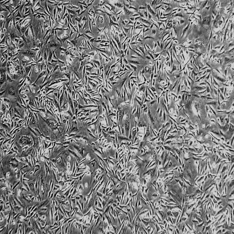 小鼠胚胎成纤维细胞 3T3-L...