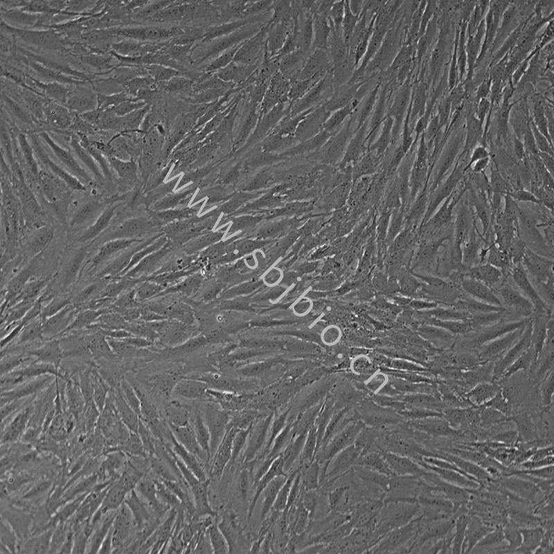 人卵巢颗粒细胞（KGN）