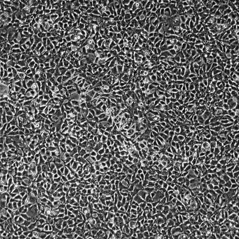 人胚肾细胞（HEK-293）