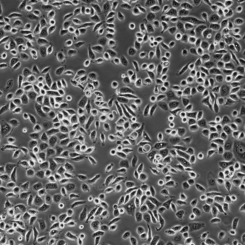 人肺癌细胞(PC-9)