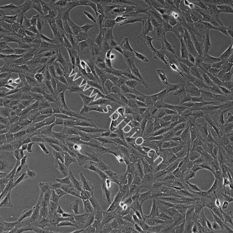 大鼠血管内皮细胞RAOEC