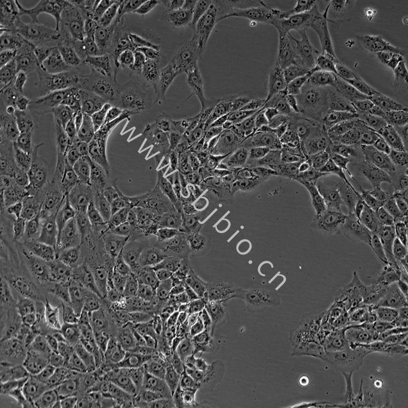 猪肺泡巨噬细胞3D4/21