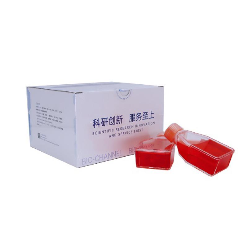 人卵巢透明细胞癌细胞 （ES-...