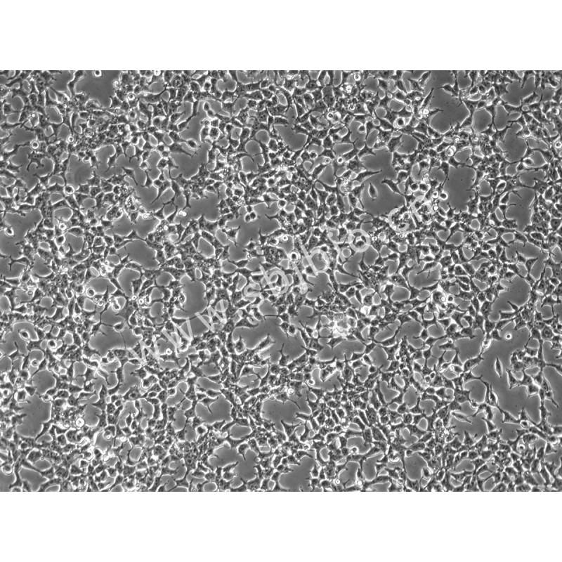 人胚肾细胞（HEK-293）