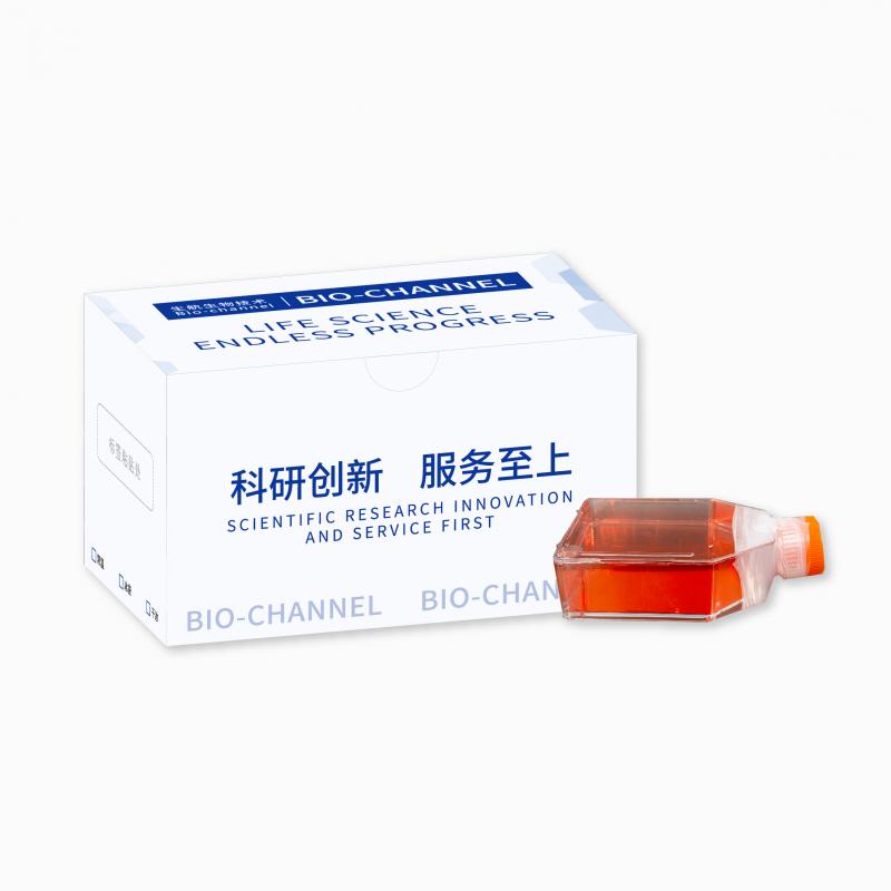 人肾小球内皮细胞